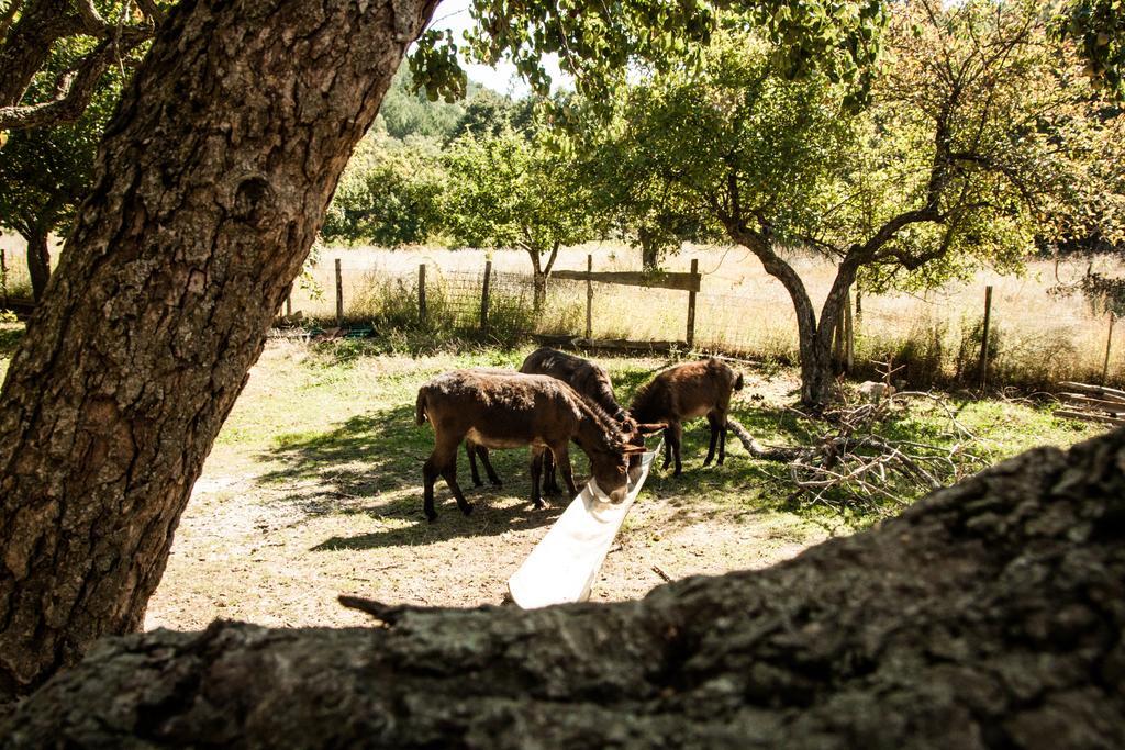 Hotel La Taverna Dei Briganti Cotronei Exteriér fotografie